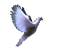 Mr_Shortcut pays obeisance whoever created this magnificent dove. Should any of you let us know, credit, praise, and homage will DEFINITELY be made to the genius who created this dove, khapped by MrShortcut in the name of spreading it all around the world